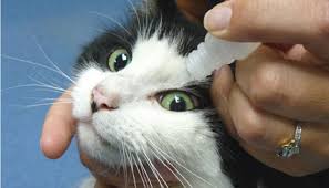 Опасен ли хлоргексидин для кошек? Применение хлоргексидина для кошек